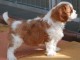 Donnez belle chiot cavalier king charles femelle