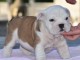 Donnes chiot bulldog anglais femelle et mâle vaccinée