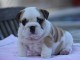 Donnes chiot bulldog anglais femelle et mâle vaccinée