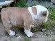 Donnes chiot bulldog anglais femelle et mâle vaccinée