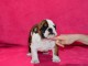 Donnes chiot bulldog anglais femelle et mâle vaccinée