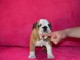 Donnes chiot bulldog anglais femelle et mâle vaccinée