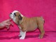 Donnes chiot bulldog anglais femelle et mâle vaccinée