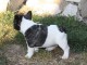 Don bouledogue français femelle non lof