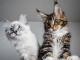 Adorables chatons Maine coon