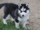 A donné chiot sibérien husky au yeux bleu