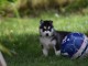 A donné chiot sibérien husky au yeux bleu