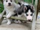 A donné chiot sibérien husky au yeux bleu