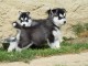 A donné chiot sibérien husky au yeux bleu