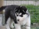 A donné chiot sibérien husky au yeux bleu