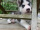 A donné chiot sibérien husky au yeux bleu