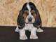 Donne chiot basset hound femelle