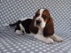 Donne chiot basset hound femelle Joueuse, câline