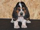 Donne chiot basset hound femelle Joueuse, câline