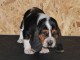 Donne chiot basset hound femelle Joueuse, câline