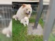 Chiot chow chow disponible de suite 