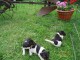 CHIOTS DE RACE JACK RUSSEL