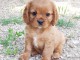 To give magnificent Cavalier King Charles puppies