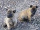  Donne chiot type Berger Malinois