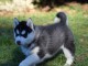 Donne chiot type Husky Sibérien