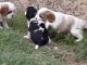 Donne chiot type  Cavalier King Charles 
