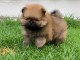 A adopter chiots spitz nain allemand femelle