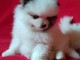 A adopter chiots spitz nain allemand femelle