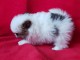 A adopter chiots spitz nain allemand femelle