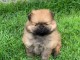 A adopter chiots spitz nain allemand femelle