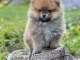Disponible de suite une femelle chiots Spitz Nain allemand