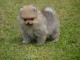 Disponible de suite une femelle chiots Spitz Nain allemand