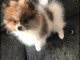 Je donnes petite chiot spitz allemand nain