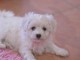 Splendide chiot de type bichon frisé a donner