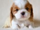 Donner chiot cavalier charle spaniel femelle