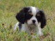 Donner chiot cavalier charle spaniel femelle