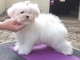 Adorable chiot bichon maltais femelle a donner