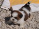 chiot shih-tzu trois mois