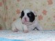 Chiot femelle type bouledogue français à donner