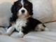 A donnez chiot chiot cavalier charle spaniel