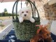 Chiot bichon maltais femelle