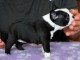 Donne chienne Boston Terrier