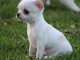 Adorable,calme, chiot chihuahua femelle pour adoption