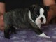 Donne chienne Boston Terrier