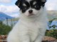 Chiots chihuahua mâle et femelle à adoptez