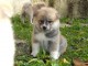 Magnifique et adorable chiot akita inu