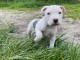 Magnifique et adorable chiot american staffordshire terrier