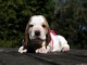 Magnifique et adorable chiot basset hound