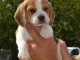 Magnifique et adorable chiot beagle