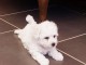 Magnifique et adorable chiot bichon frisé 