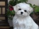 Magnifique et adorable chiot bichon maltais 